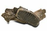 Fossil Woolly Mammoth Jaw with M Molar - Germany #337187-6